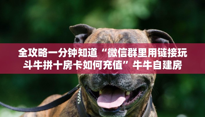 全攻略一分钟知道“微信群里用链接玩斗牛拼十房卡如何充值”牛牛自建房