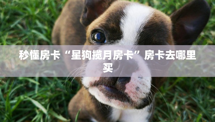 秒懂房卡“星狗揽月房卡”房卡去哪里买
