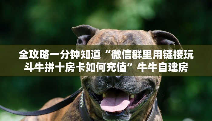 全攻略一分钟知道“微信群里用链接玩斗牛拼十房卡如何充值”牛牛自建房