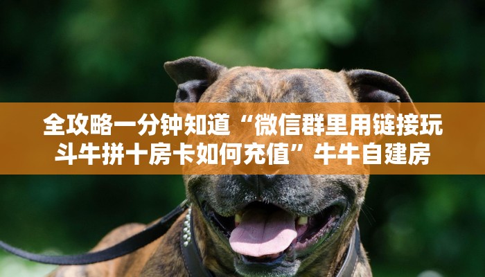 全攻略一分钟知道“微信群里用链接玩斗牛拼十房卡如何充值”牛牛自建房
